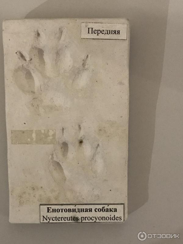Музей Природы в Приокско-Террасном заповеднике (Россия, Московская область) фото