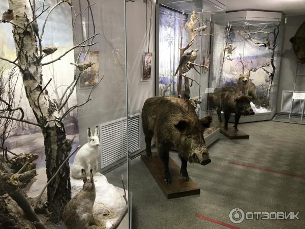 Музей Природы в Приокско-Террасном заповеднике (Россия, Московская область) фото