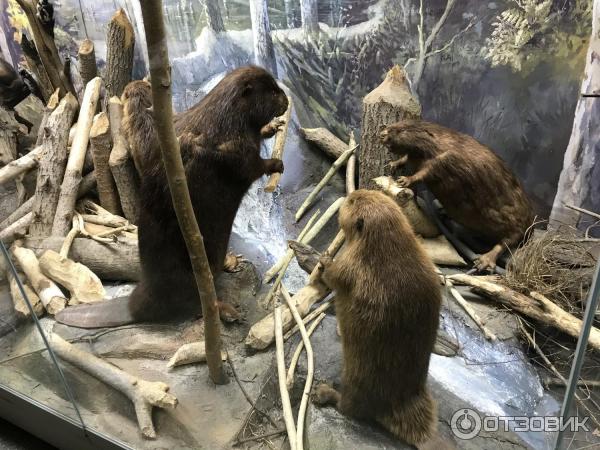 Музей Природы в Приокско-Террасном заповеднике (Россия, Московская область) фото
