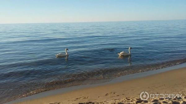 Достопримечательности Светлогорска (Россия, Калининградская область) фото