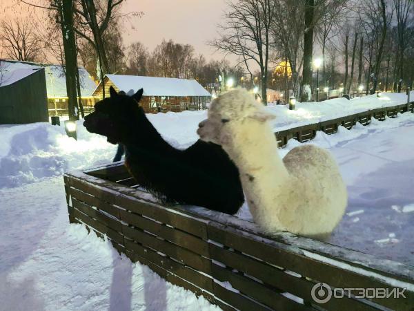 Городская ферма на ВДНХ (Россия, Москва) фото