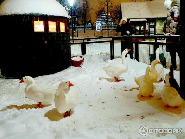 Городская ферма на ВДНХ (Россия, Москва) фото