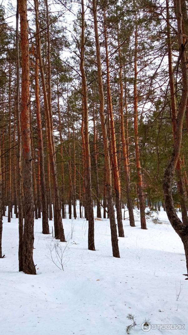 База отдыха Стрежень (Россия, Самарская область) фото