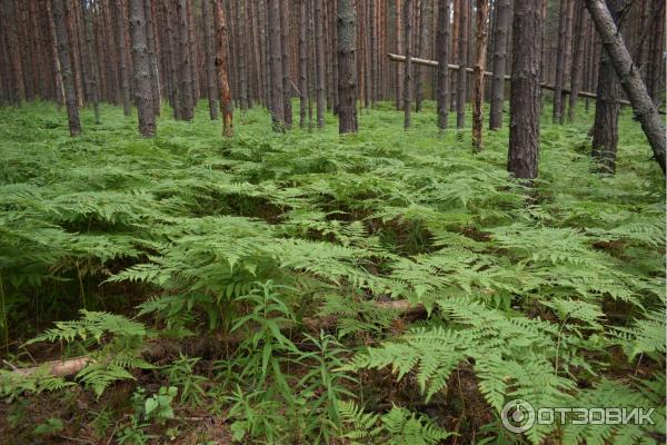 Отдых на реке Немда (Россия, Костромская область) фото