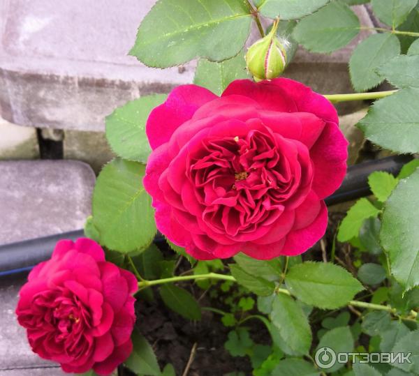 Роза Дэвида Остина Darcey Bussell