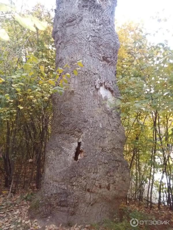 Шаровский дворцово-парковый комплекс (Украина, пгт. Шаровка) фото