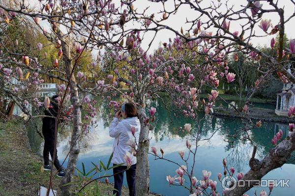 Магнолия цветет. Парк Южные Культуры в Адлере.