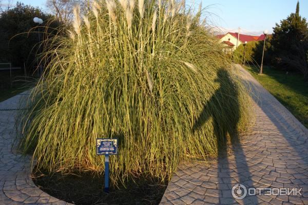 Парк Южные Культуры в Адлере.