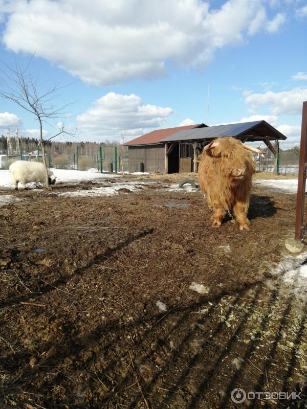 Конноспортивный клуб Дивный (Россия, Падиково) фото