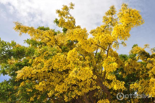 Достопримечательности г. Пунта-Аренас (Чили) фото