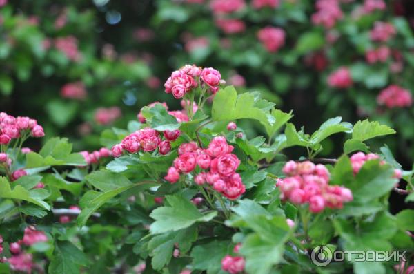 Достопримечательности г. Пунта-Аренас (Чили) фото