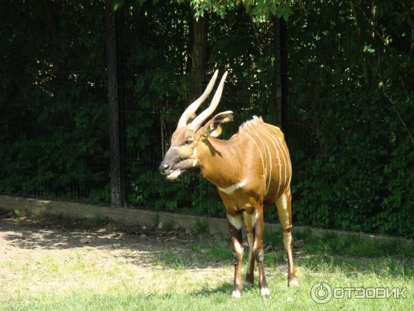 Пражский зоопарк (Чехия, Прага) фото