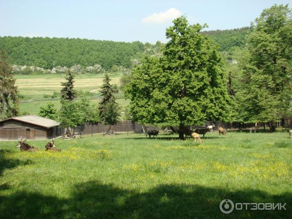 Пражский зоопарк (Чехия, Прага) фото