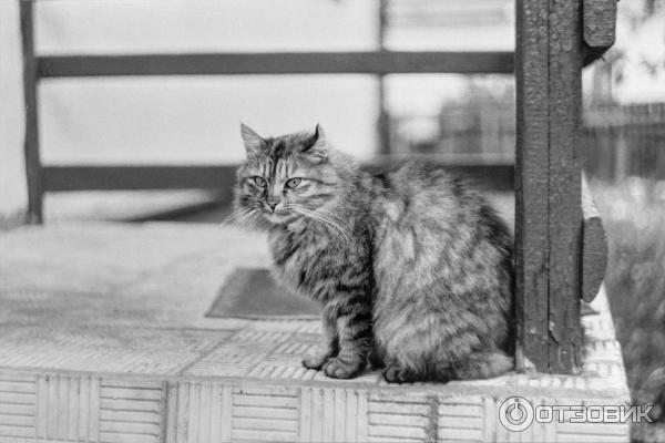 Пленочный зеркальный фотоаппарат Зенит-11