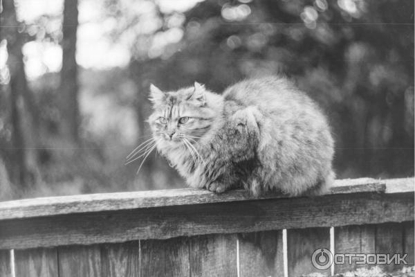 Пленочный зеркальный фотоаппарат Зенит-11