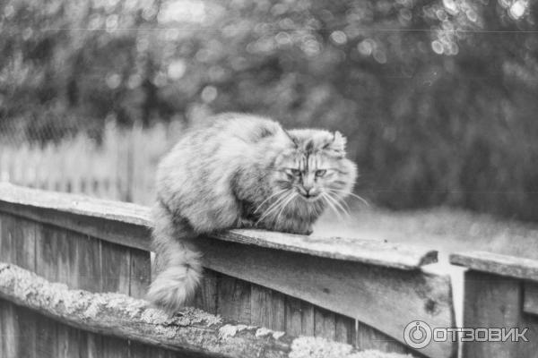 Пленочный зеркальный фотоаппарат Зенит-11