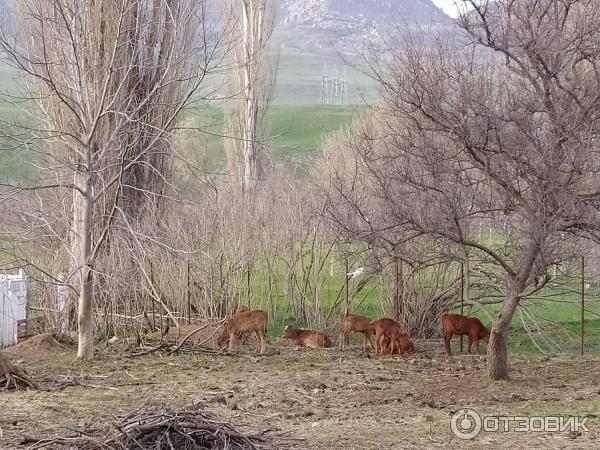 Экскурсия на бархан Сары-кум (Россия, Дагестан) фото