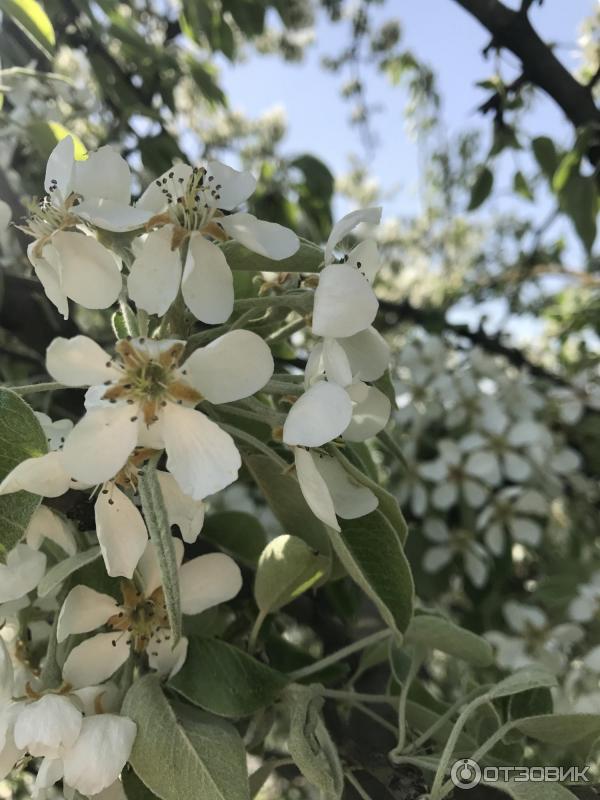 Мороженое пломбир Элитайс с ароматом дыни Шарик Дыня фото