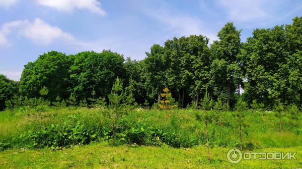 Центральный парк культуры и отдыха им. П. П. Белоусова (Россия, Тула) фото