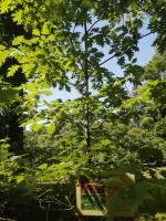 Историко-культурный природно-ландшафтный музей-заповедник "Усадьба С. Н.Худекова" (Россия, Ерлино) фото