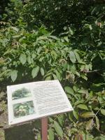 Историко-культурный природно-ландшафтный музей-заповедник "Усадьба С. Н.Худекова" (Россия, Ерлино) фото