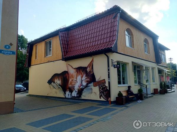 Котики в городе повсюду