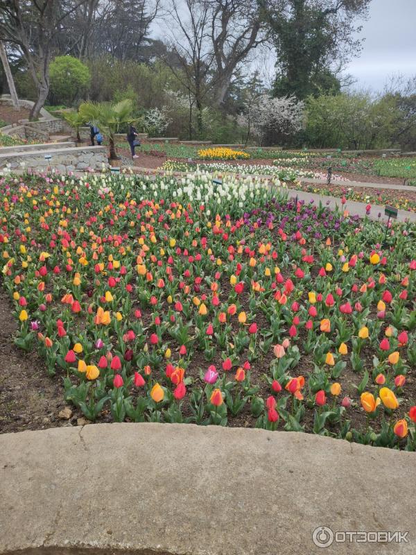 Выставка тюльпанов в Никитском Ботаническом саду (Крым, Ялта) фото