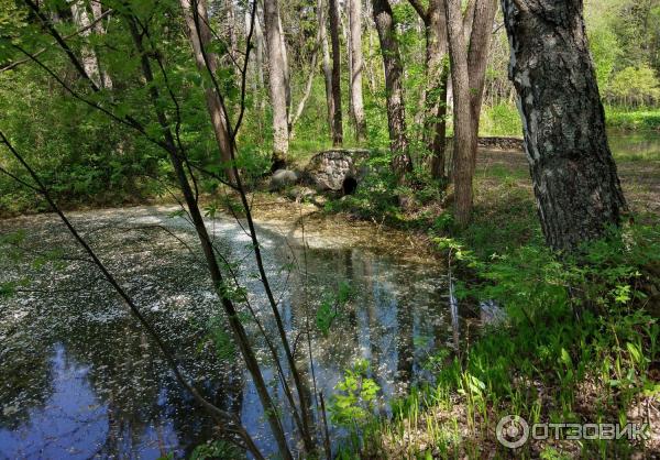 Дендрологический парк (Россия, Переславль-Залесский) фото