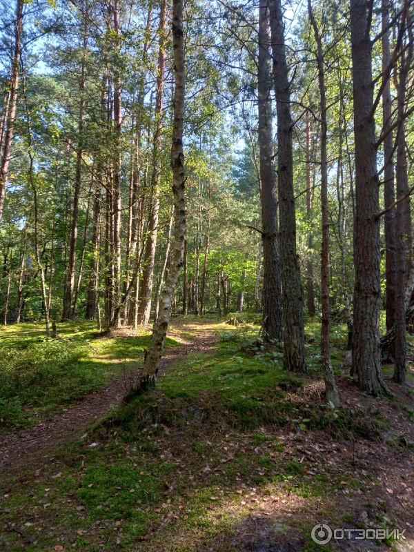 Озеро Тихое (Россия, Светлогорск) фото