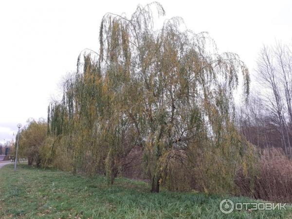 Парк в пойме реки Городни (Россия, Москва) фото