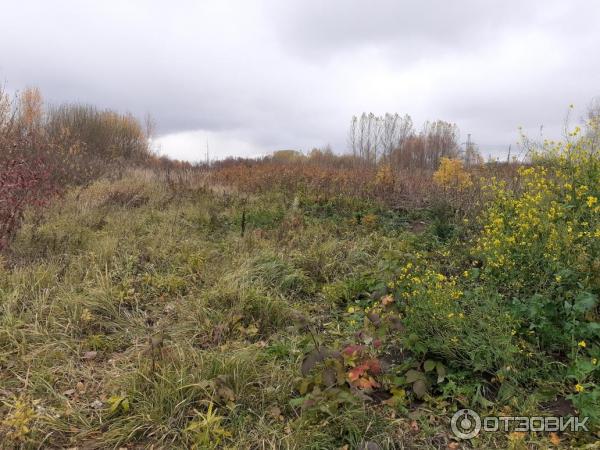 Парк в пойме реки Городни (Россия, Москва) фото