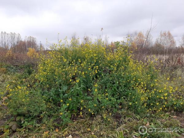 Парк в пойме реки Городни (Россия, Москва) фото