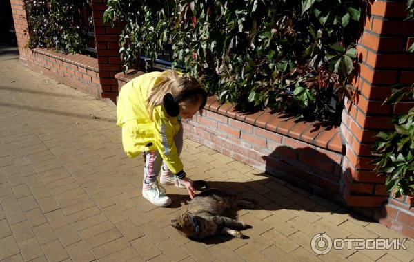 Коты на улицах Зеленогорадска