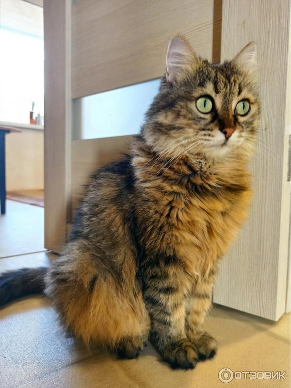 Капли успокаивающие АВЗ Фитэкс фото