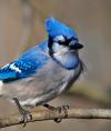 Miss BlueJay