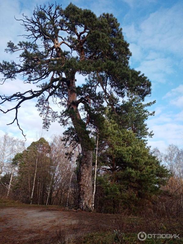 Экскурсия по г. Городец (Россия, Нижегородская область) фото