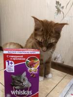Продукция Whiskas фото