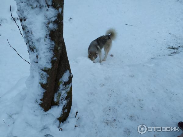 Агротуристический комплекс Зооферма Шихово (Россия, Московская область) фото