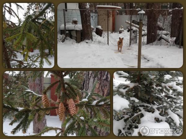 Коттедж ЦаревХаус (Россия, Малая Царевщина) фото