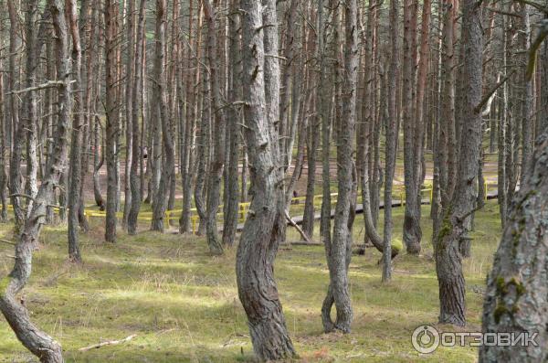 Отдых в Зеленоградске (Россия) фото