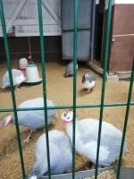 Парк семейного отдыха и экотуризма Зубровник (Россия, Токсово) фото