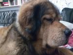 Порода собак "Тибетский мастиф" фото