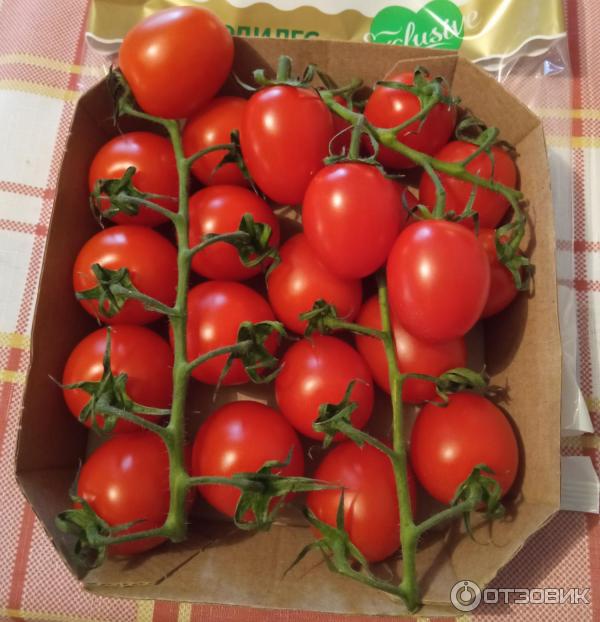 Коктейльные сорта томатов для теплиц. Томаты экокультура коктейльные. ардилес томат. коктейльные помидоры.