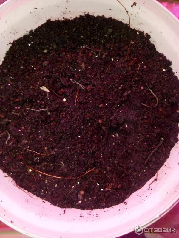 Отзыв о Семена Росинка "Розмарин лекарственный" | отвратительные семена