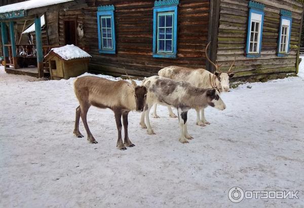 Мендсары ленинградская область лесная избушка