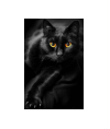 black cattt