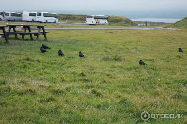 Утесы Мохер Cliffs of Moher (Ирландия, графство Клэр) фото