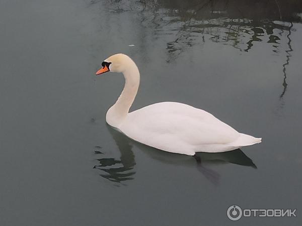 Орнитологический парк в Имеретинской низменности (Россия, Сочи) фото