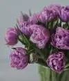 Beautiful Ledy