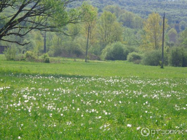 Долина нарциссов (Украина, урочище Киреши) фото